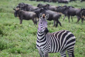 baby zebras in the serengeti