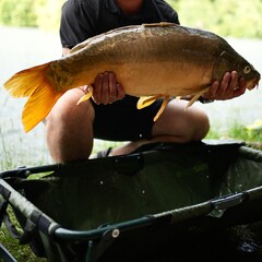 Man holding in his arms the alive carp, carp fishing, mirror carp, just caught carp