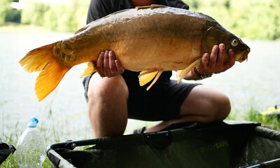 Man holding in his arms the alive carp, carp fishing, mirror carp, just caught carp