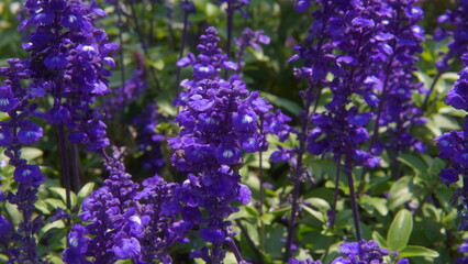 lavender flowers in the garden