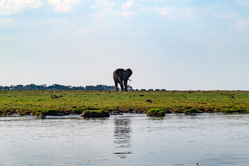 African elephants on the grassland at the riverside in Chobe National Park