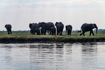 African elephants on the grassland at the riverside in Chobe National Park