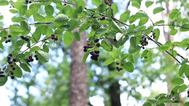 Amelanchier berries among leaves. Branch with amelanchier berries in forest or park. Natural summer background. Tasty and healthy berries, useful for strengthening the walls of blood vessels
