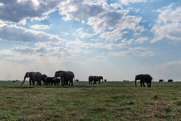 African elephants on the grassland at the riverside in Chobe National Park
