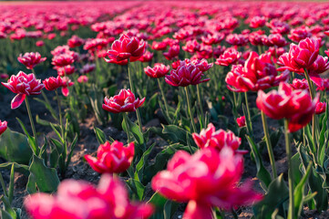 Colorful Tulip Fields in the Netherlands
