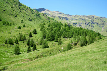 case di viso