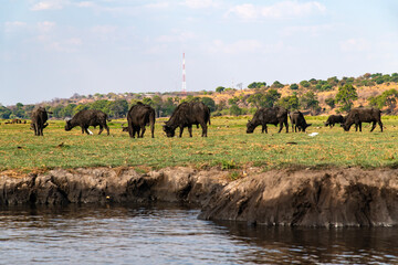African buffalo grazing on the grassland at the riverside in Chobe National Park