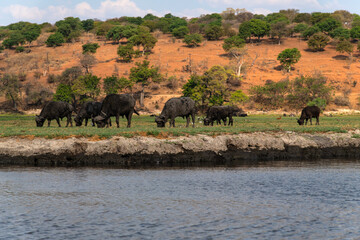 African buffalo grazing on the grassland at the riverside in Chobe National Park