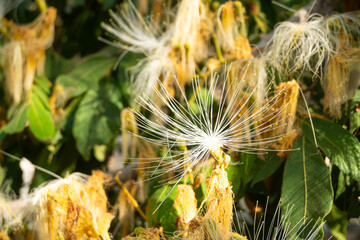 flores