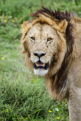 Obraz premium lion in the grass