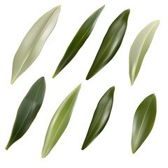 set of realistic green olive leaves made with mesh