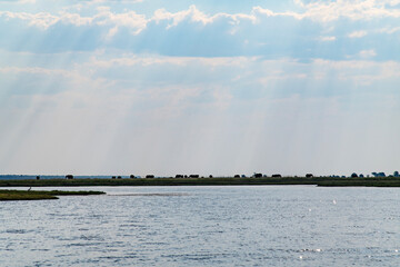cloudscape with herd of elephants on the grassland at the riverside in Chobe National Park