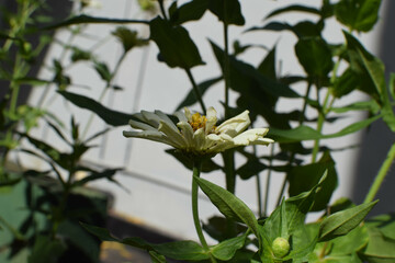 Beautiful white Zinnia Flower in Bloom – Macro Photography. Close-Up of a Fresh white Zinnia Flower with Petal Details. Elegant white Zinnia Flower Isolated in Nature. Bright white Zinnia Blossom