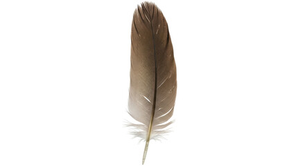 Isolated Feather