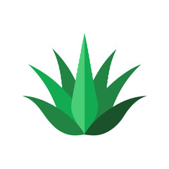 Healing aloe vera plant vector design on transparent background for web and graphic design