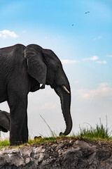 African elephants on the grassland at the riverside in Chobe National Park