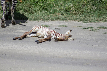 baby zebra sleeping on the road