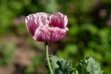 Pink poppy flower with water droplets on petals growing outdoors. Close-up botanical macro shot...