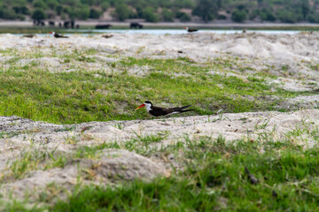water bird on the lakeshore in Chobe National Park