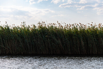 reeds at the lakeside in Chobe National Park