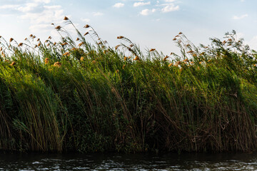 reeds at the lakeside in Chobe National Park