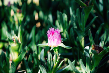 Colorful spring flowers