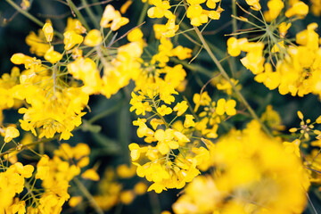 Rapeseed blossom in spring