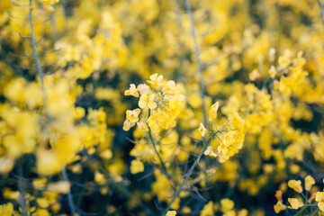 Rapeseed blossom in spring