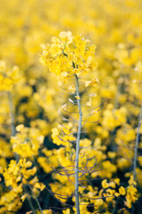 Fototapeta premium Rapeseed blossom in spring