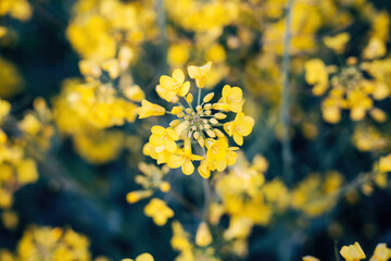 Rapeseed blossom in spring