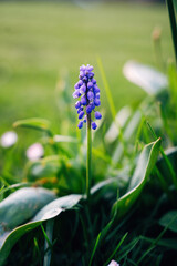 Colorful spring flowers