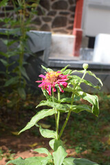 A Stunning Pink Zinnia Flower in Full Bloom Captured Through Macro Photography. Close-Up Shot of a Fresh Pink Zinnia Flower Showcasing Delicate Petal Details. Elegant and Vibrant Pink Zinnia Blossom