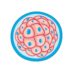Cellular Structure: Illustrative depiction of a blastocyst, a microscopic sphere symbolizing the genesis of life, with distinct cell forms and an illustrative focus on biological intricacies.