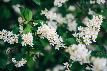 White tree blossom in spring