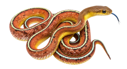 Isolated Vibrant Corn Snake with Blue Tongue