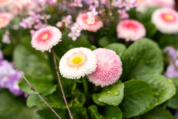 Colorful spring flowers