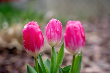Fototapeta premium Colorful spring flowers