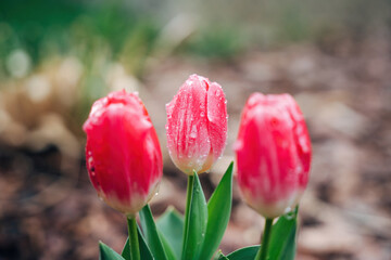 Colorful spring flowers