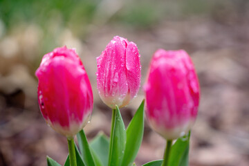 Colorful spring flowers