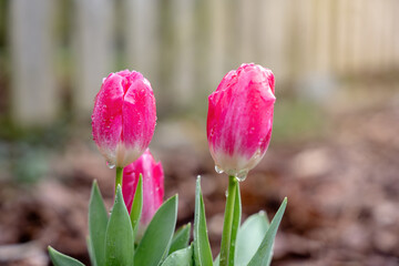 Colorful spring flowers