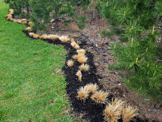 Saplings of Hordeum jubatum is a perennial plant of the Poaceae family of cereals. It is used in landscape design.