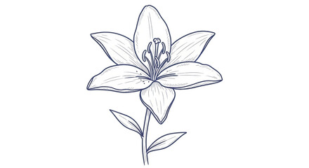 Isolated Lily Flower Line Art