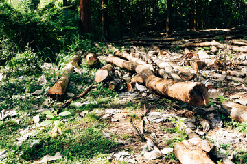 Massive Trees Being Cut Down – Shocking Look at Deforestation and Forest Destruction. Cutting...