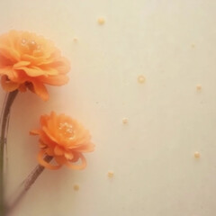 orange flower on white paper