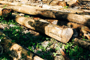 Massive Trees Being Cut Down – Shocking Look at Deforestation and Forest Destruction. Cutting...