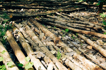 Massive Trees Being Cut Down – Shocking Look at Deforestation and Forest Destruction. Cutting...