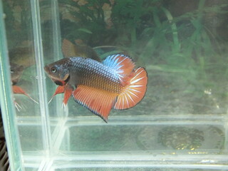 Fighting fish in aquarium