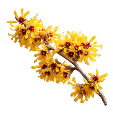 Vibrant yellow witch hazel flowers branch isolated on transparent background