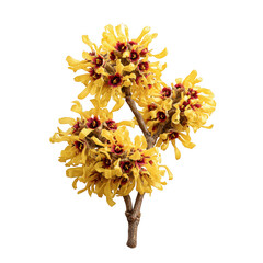 Fototapeta premium Vibrant yellow witch hazel flowers with red centers isolated on transparent background