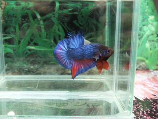 Fighting fish in aquarium